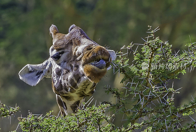 罗斯柴尔德长颈鹿(Giraffa camelopardalis rothschildi)是最濒危的长颈鹿亚种之一，野生长颈鹿只有几百只。纳库鲁湖国家公园，肯尼亚。吃东西。